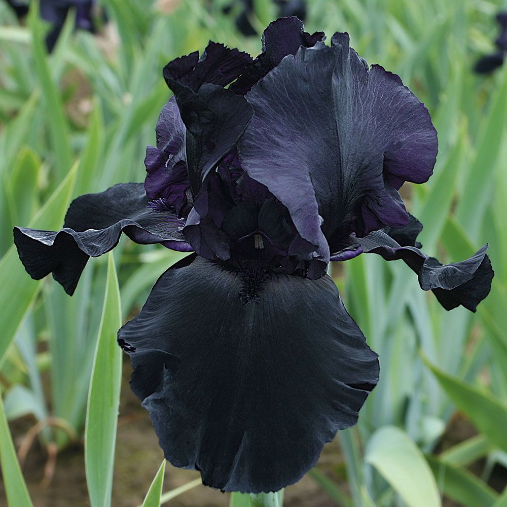 Iris germanica Black